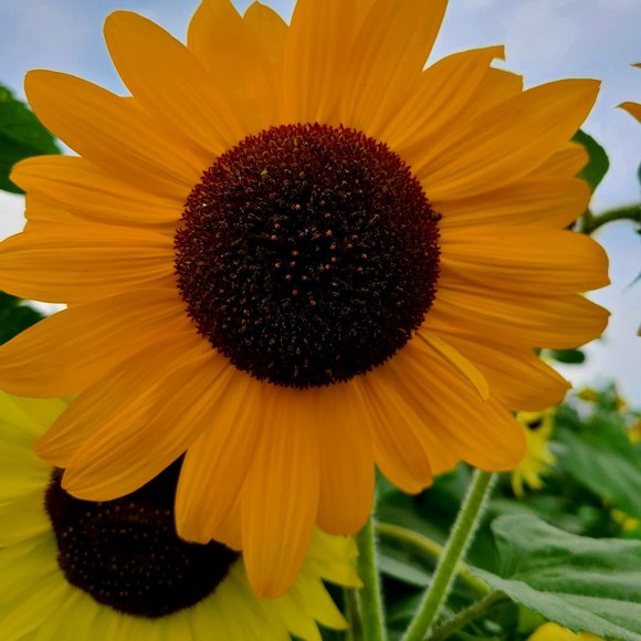 Meet your Posher, Bea. - Picture 1 of 1